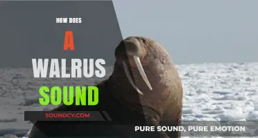 Unveiling the Unique Vocalizations: How Does a Walrus Sound?