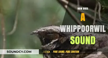 The Haunting Melody: Unveiling the Whippoorwill's Unique Vocalizations