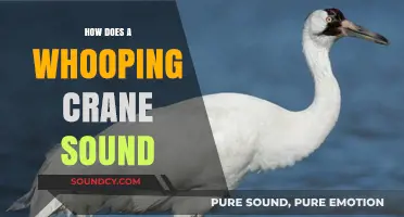 Unveiling the Majestic Whooping Crane's Unique and Haunting Call