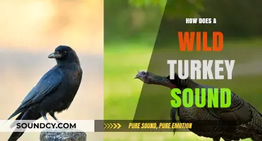 Discover the Unique Vocalizations of Wild Turkeys in Nature