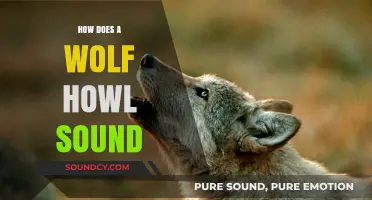 Unveiling the Haunting Melody: What Does a Wolf Howl Sound Like?