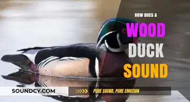 Discover the Unique Calls and Sounds of the Wood Duck