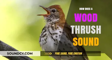 The Enchanting Melody of a Wood Thrush: A Sonic Exploration