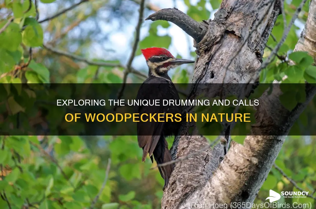 how does a woodpecker sound