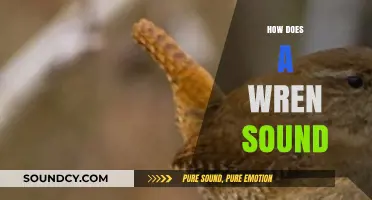 Exploring the Unique and Enchanting Sounds of a Wren's Song