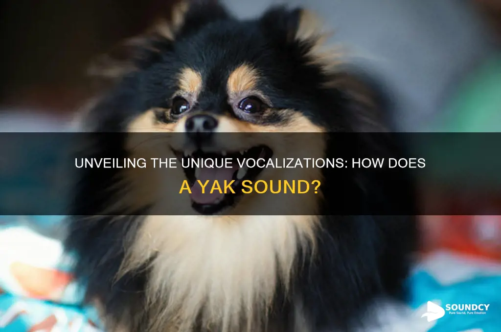how does a yak sound