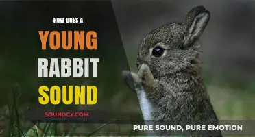 Understanding the Soft, High-Pitched Sounds of Young Rabbits