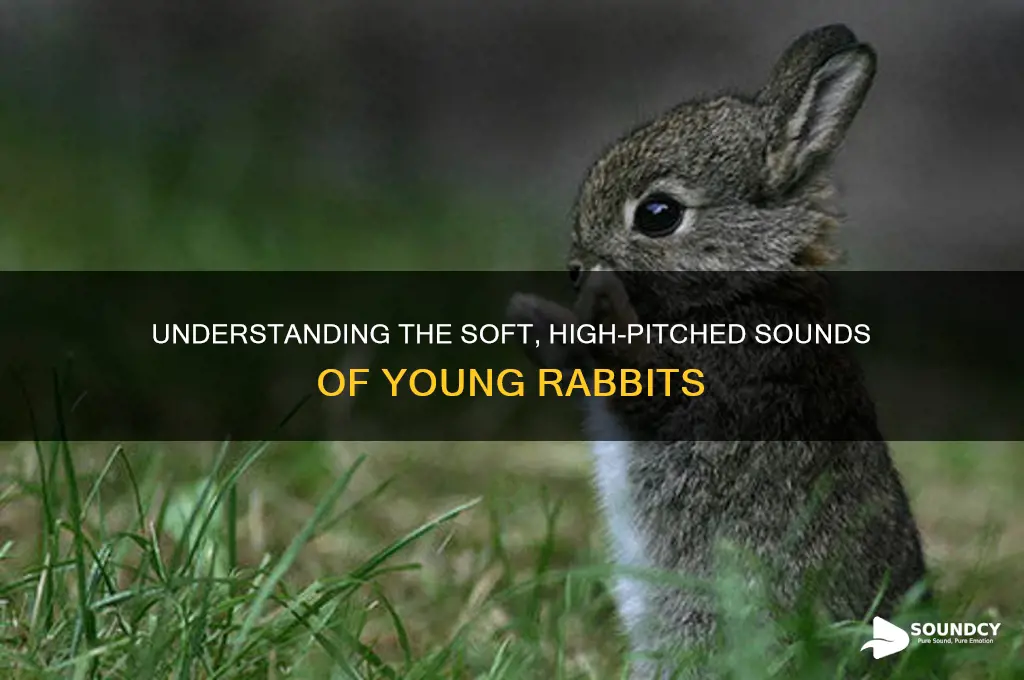 how does a young rabbit sound
