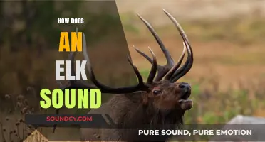Unveiling the Majestic Elk's Unique Vocalizations and Calls in the Wild