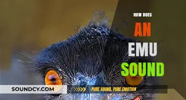 Unveiling the Unique Vocalizations: What Does an Emu Sound Like?
