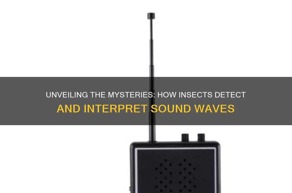how does an insect sense sound