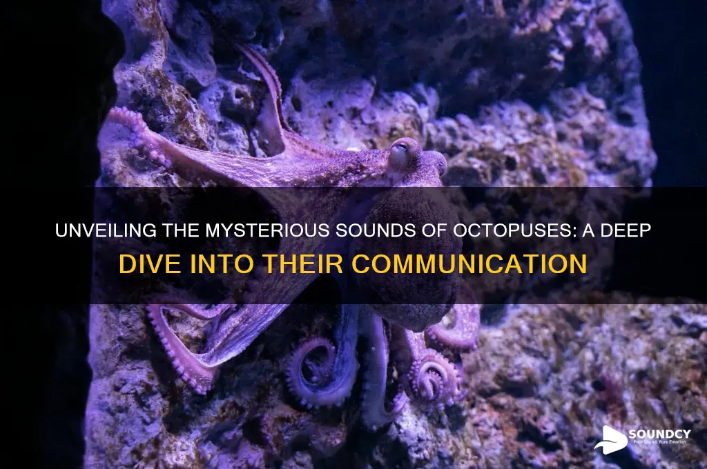 how does an octopus sound