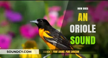 The Enchanting Melodies: How Does an Oriole Sound?