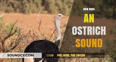Unveiling the Unique Vocalizations: How Does an Ostrich Sound?