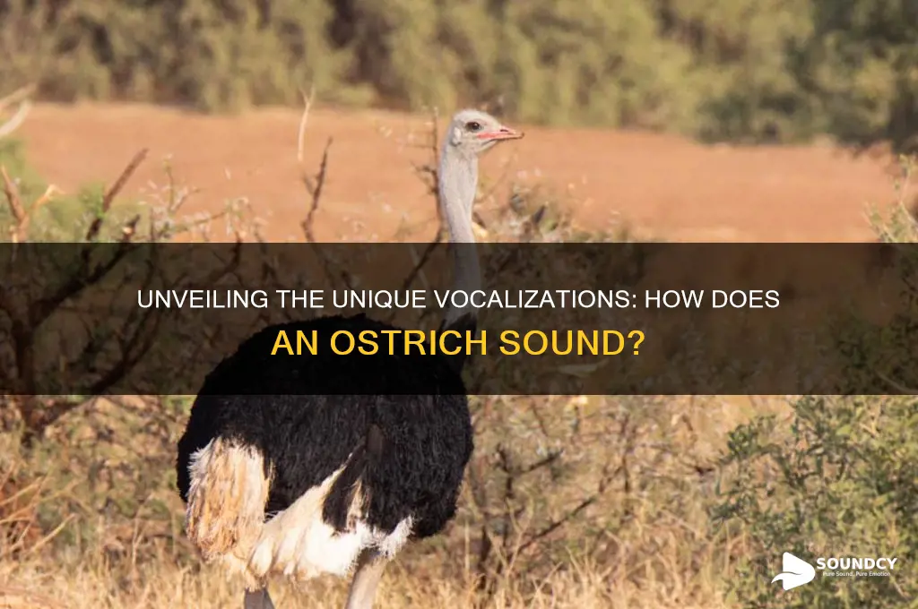how does an ostrich sound