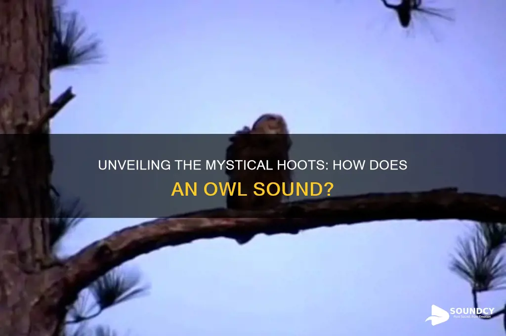 how does an owl sound