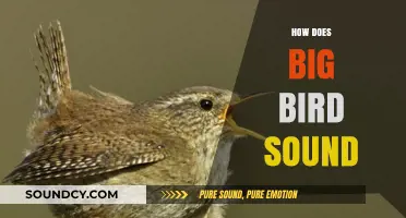 Exploring Big Bird's Unique Vocalizations: What Does He Really Sound Like?