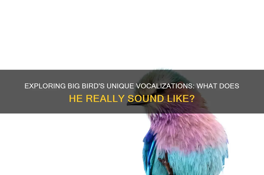 how does big bird sound