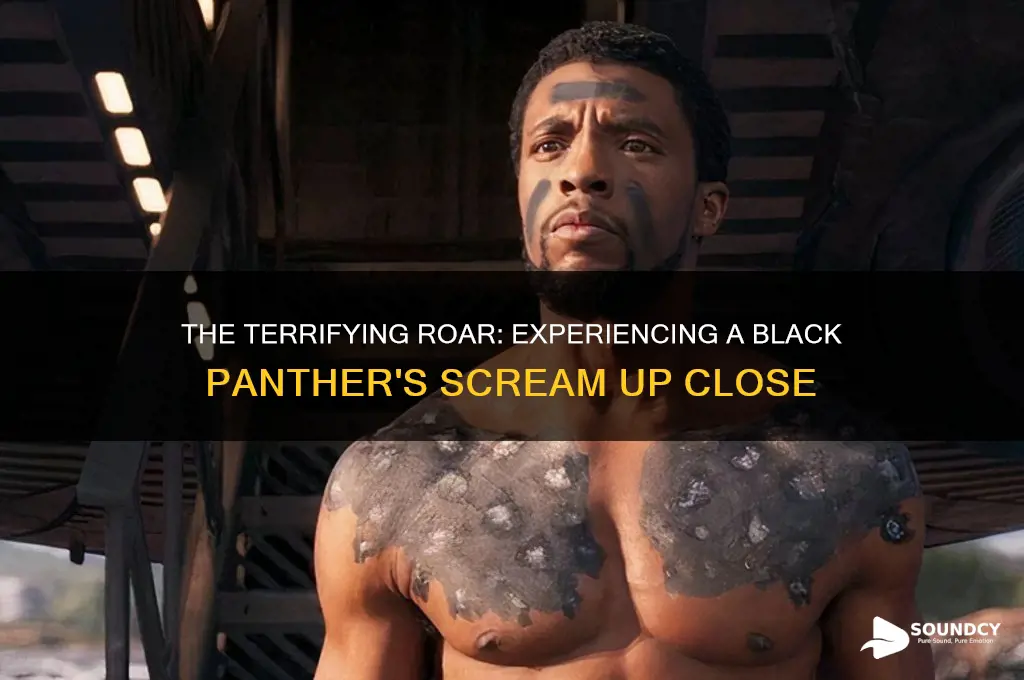 how does black panther sound when it screams close