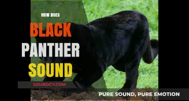 Exploring the Majestic Sounds of Black Panther in the Wild