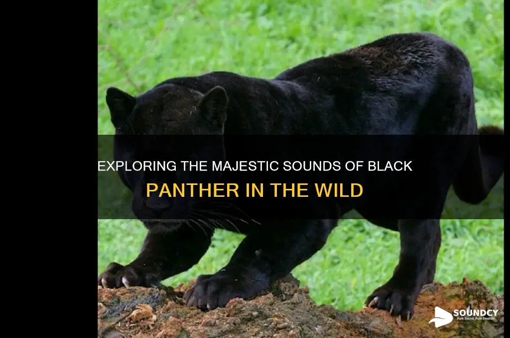 how does black panther sound