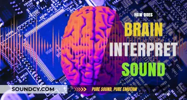 Decoding Sound: How the Brain Processes and Interprets Auditory Signals
