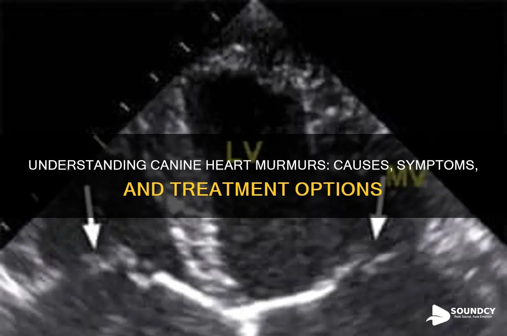 how does canine couch sound due to heart murmur