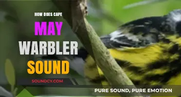 Discover the Unique Song of the Cape May Warbler: A Guide