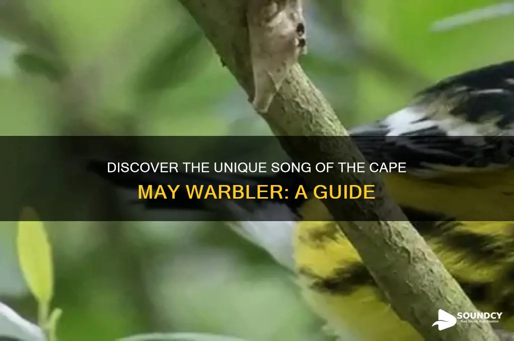 how does cape may warbler sound