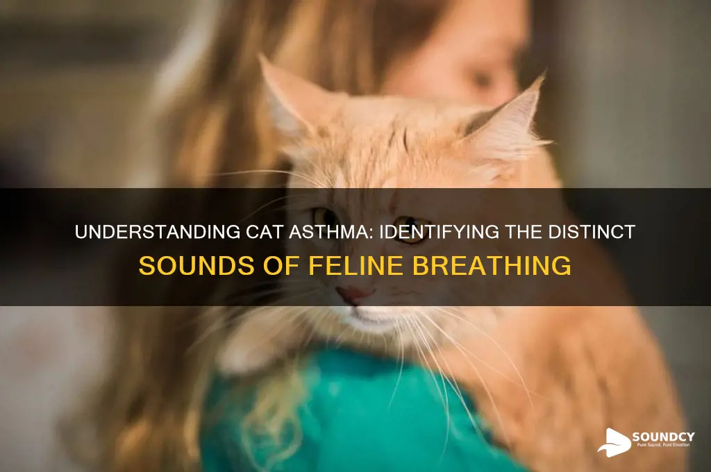 how does cat asthma sound