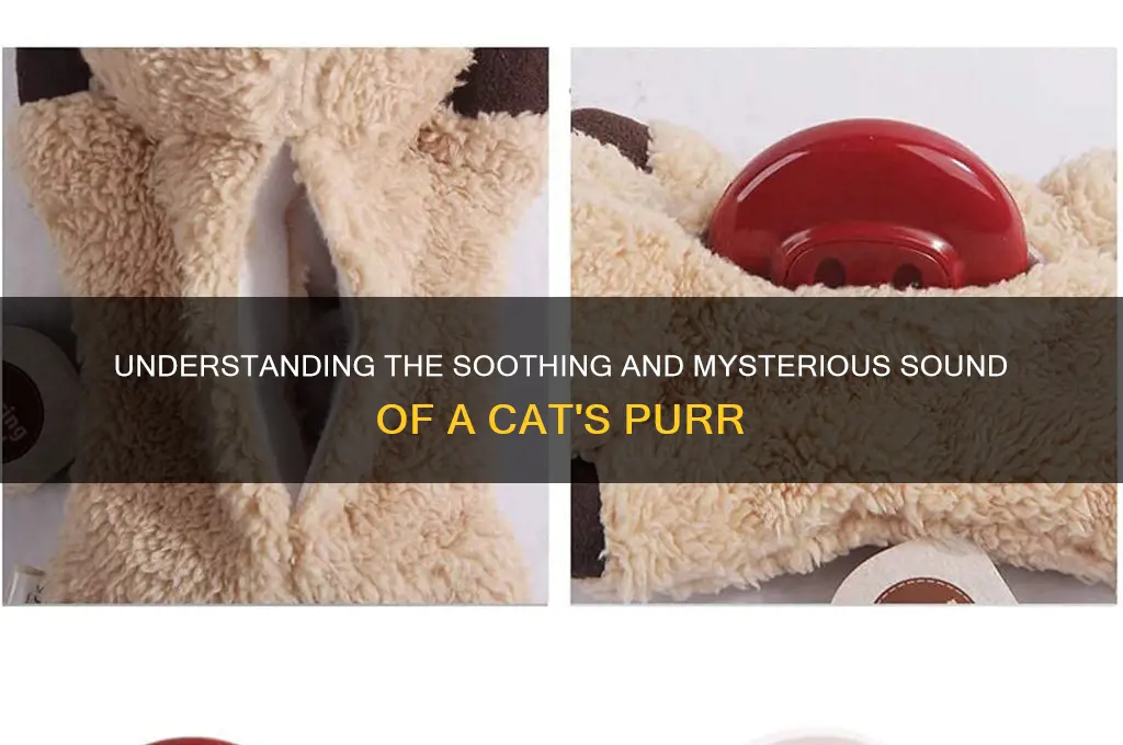 how does cat purr sound