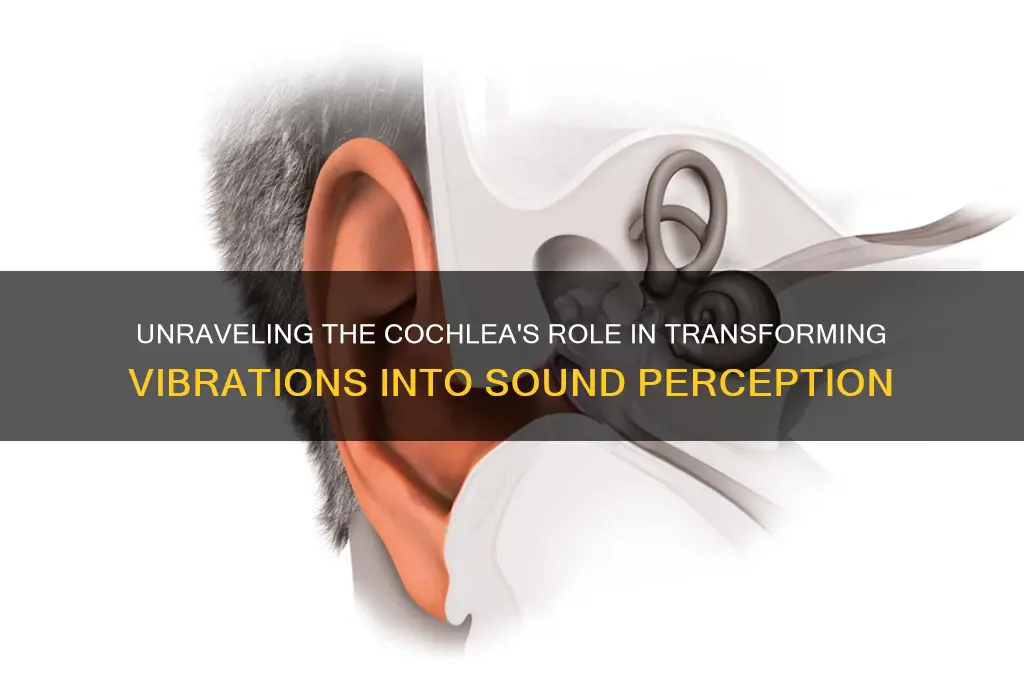 how does cochlea generate sound
