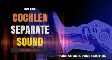 Unraveling the Cochlea's Mechanism: How It Separates and Processes Sound Frequencies