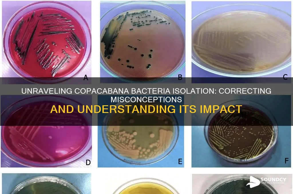 how does copacabana bacteria isolation sound of doe incorrectly