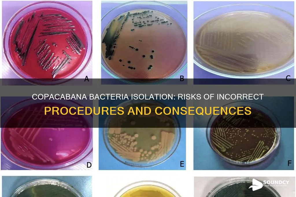 how does copacabana bacteria isolation sound of done incorrectly