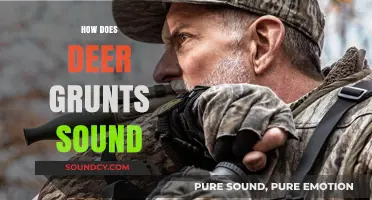 Understanding the Unique Sounds of Deer Grunts in the Wild