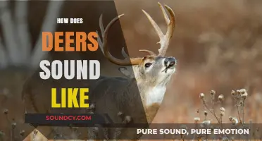 Unveiling the Unique Sounds of Deer: From Bleats to Grunts