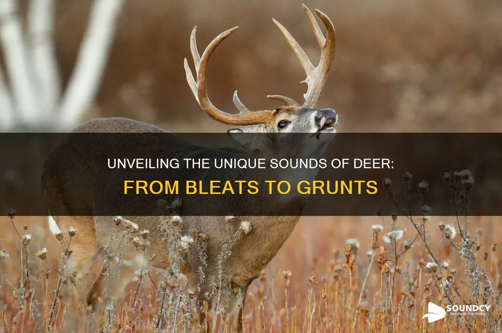 how does deers sound like