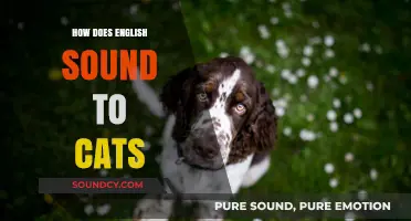 How English Sounds to Cats: Decoding Feline Reactions to Human Speech