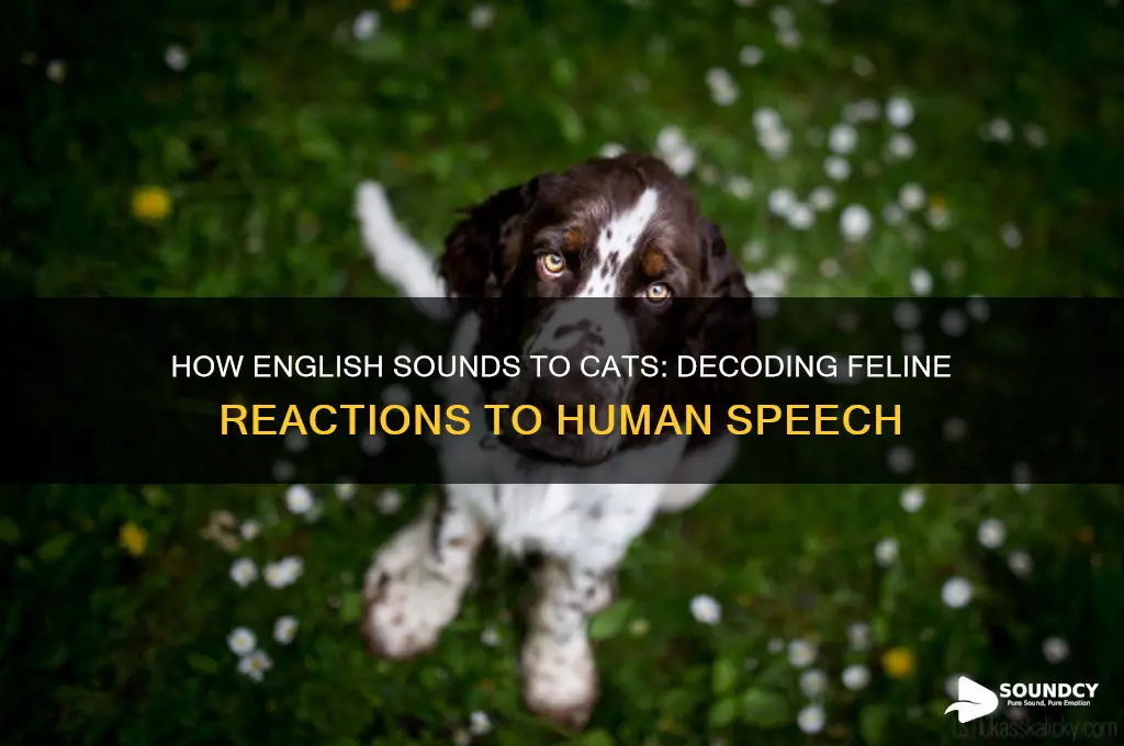 how does english sound to cats