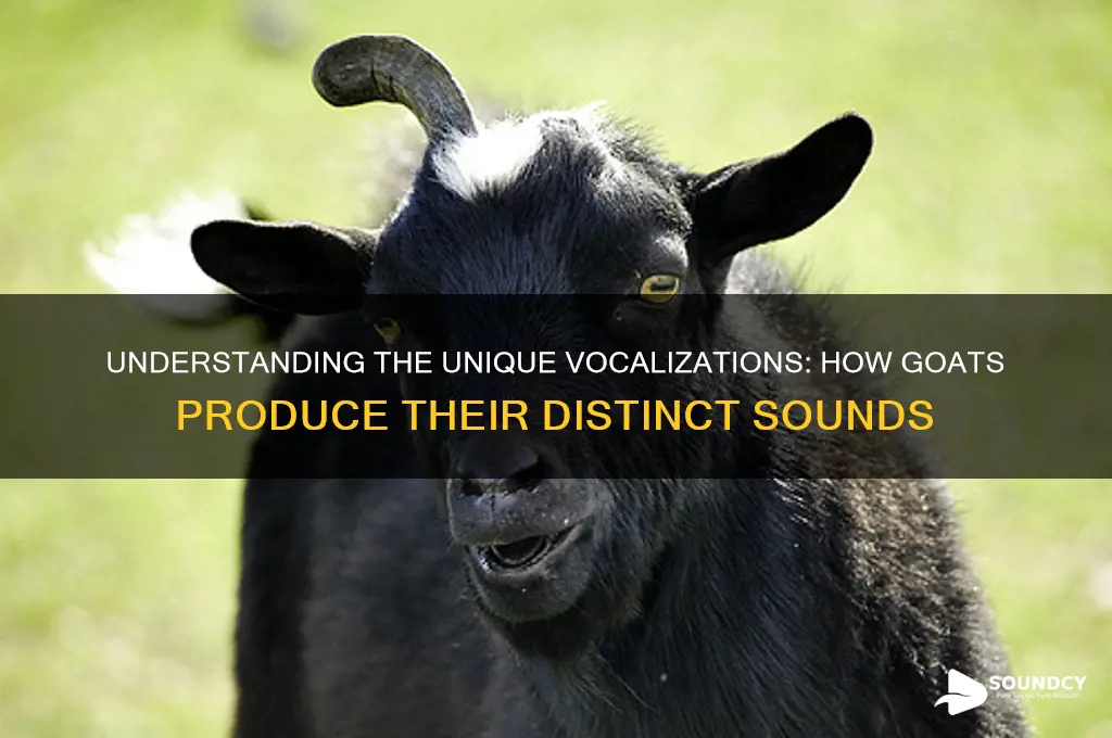 how does goat make sound