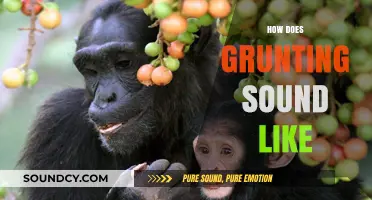 Understanding the Unique Grunting Sounds: What Do They Really Mean?