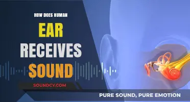 How the Human Ear Captures and Processes Sound Waves