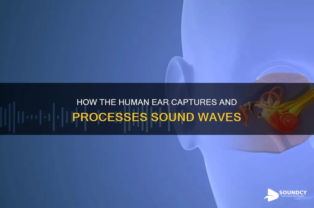 how does human ear receives sound