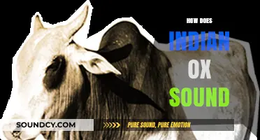 Unveiling the Unique Vocalizations of India's Oxen: A Sonic Exploration