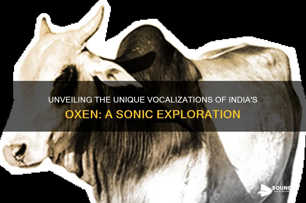 how does indian ox sound