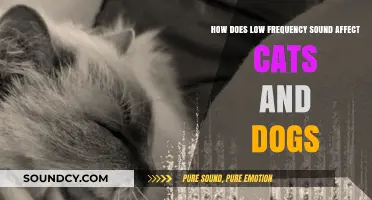 Low-Frequency Sounds: Impact on Cats and Dogs Explained