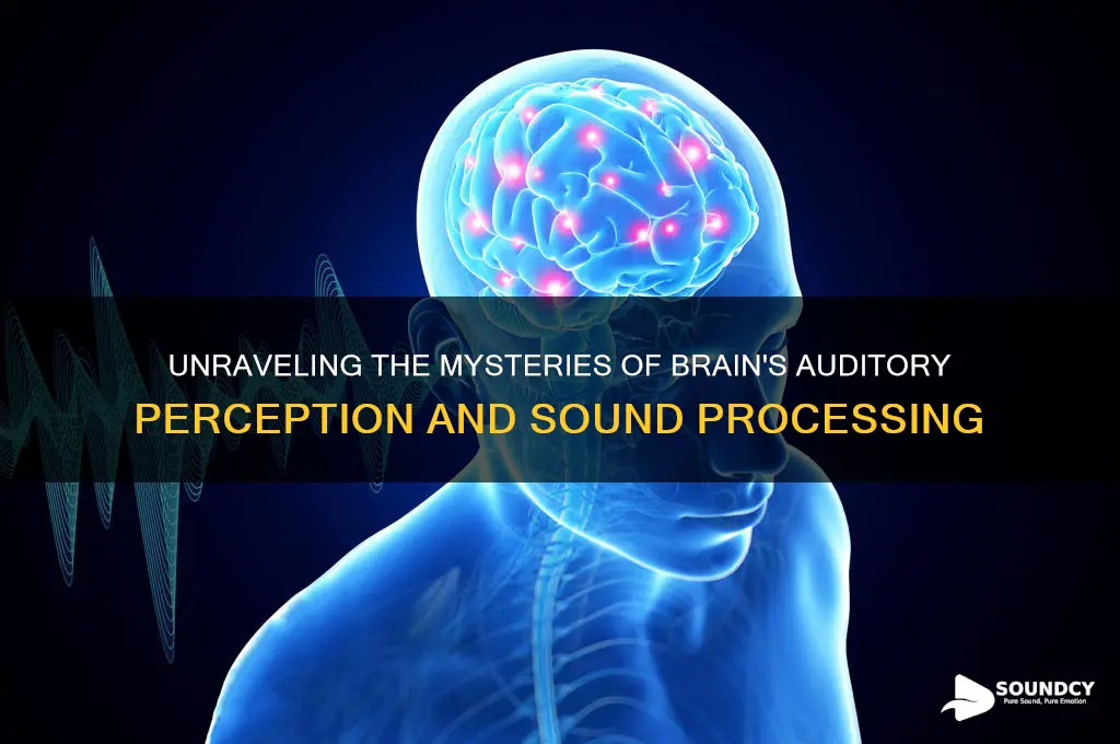 how does our brain perceive sound