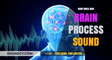 Unraveling the Brain's Auditory Journey: How Sound is Processed and Perceived