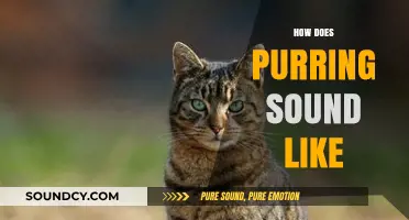 The Soothing Symphony: Decoding the Unique Sound of Cat Purring